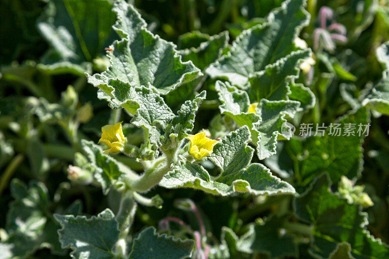 爆炸黄瓜(ecbalium elaterium)